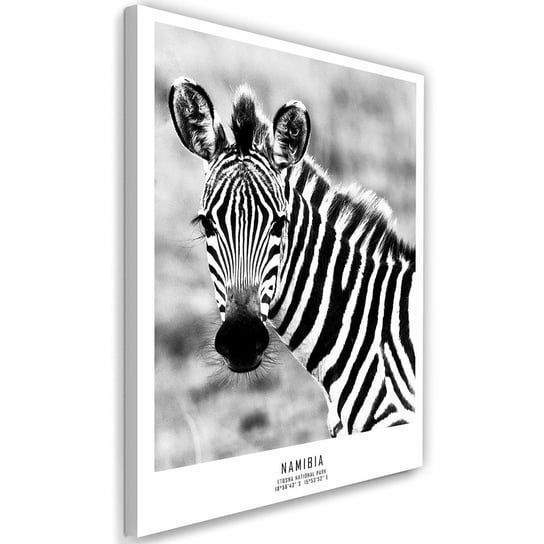 Obraz na płótnie FEEBY, Zebra Zwierzęta Natura 60x90 Feeby