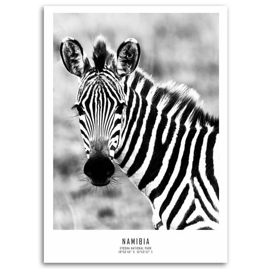 Obraz na płótnie FEEBY, Zebra Zwierzęta Natura 70x100 Feeby
