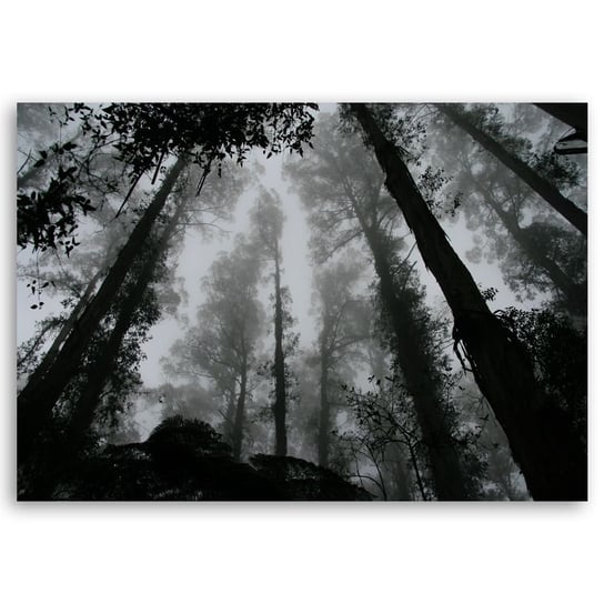 Obraz na płótnie Fog In The Treetops 60x90 Legendarte