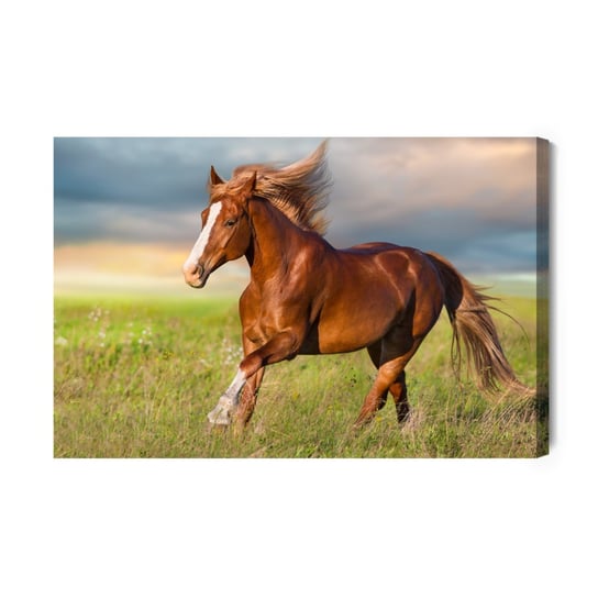 Obraz Na Płótnie Galopujący Koń Na Polanie 70x50 Inna marka
