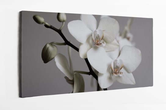 Obraz na płótnie HOMEPRINT, biała orchidea, storczyk, kwiat, zbliżenie, detale 120x60 cm HOMEPRINT