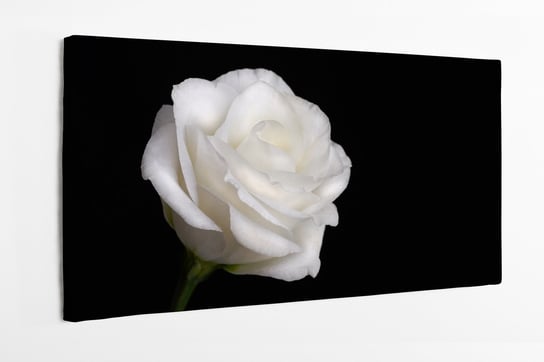 Obraz na płótnie HOMEPRINT, biała róża na czarnym tle, detale, zbliżenie 120x50 cm HOMEPRINT