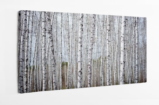 Obraz na płótnie HOMEPRINT, białe brzozy, las, brzozowy las, lato, dzień 100x50 cm HOMEPRINT