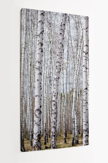 Obraz na płótnie HOMEPRINT, białe brzozy, las, brzozowy las, lato, dzień 60x120 cm HOMEPRINT