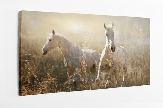 Obraz na płótnie HOMEPRINT, białe konie, galopujące po łące, wschód słońca, mustangi 100x50 cm HOMEPRINT