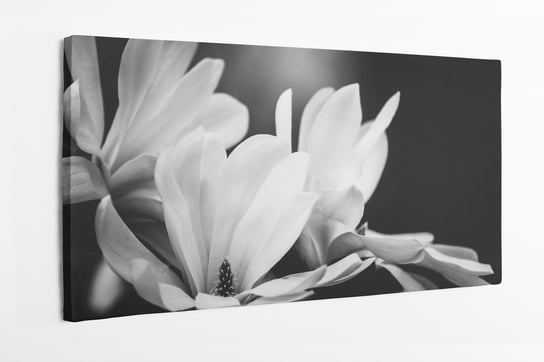 Obraz na płótnie HOMEPRINT, białe kwiat magnolii na czarnym tle 100x50 cm HOMEPRINT