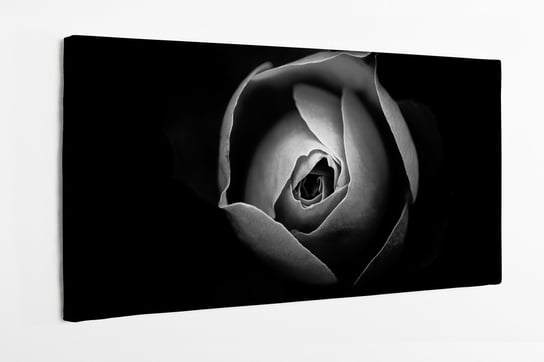 Obraz na płótnie HOMEPRINT, białe płatki róży, czarne tło, zbliżenie, detale, przyroda, róża 100x50 cm HOMEPRINT