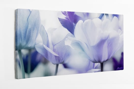 Obraz na płótnie HOMEPRINT, biało fioletowe tulipany, zbliżenie, botanika, detale 100x50 cm HOMEPRINT