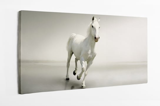 Obraz na płótnie HOMEPRINT, biały koń na jasnym tle, mustang 120x50 cm HOMEPRINT