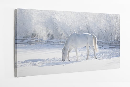 Obraz na płótnie HOMEPRINT, biały koń na śniegu, zima 120x50 cm HOMEPRINT