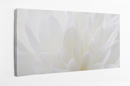 Obraz na płótnie HOMEPRINT, biały kwiat, płatki kwiatu 120x60 cm HOMEPRINT