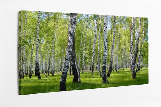 Obraz na płótnie HOMEPRINT, brzozowy las latem, promienie słońca, lato, trawa 100x50 cm HOMEPRINT