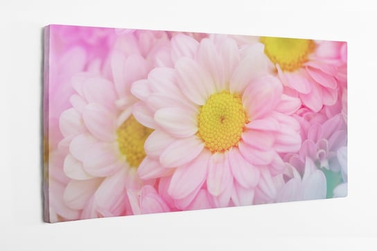 Obraz na płótnie HOMEPRINT, chryzantemy o delikatnych pastelowych barwach, 100x50 cm HOMEPRINT