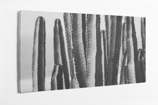 Obraz na płótnie HOMEPRINT, czarno - białe kaktusy 120x60 cm HOMEPRINT