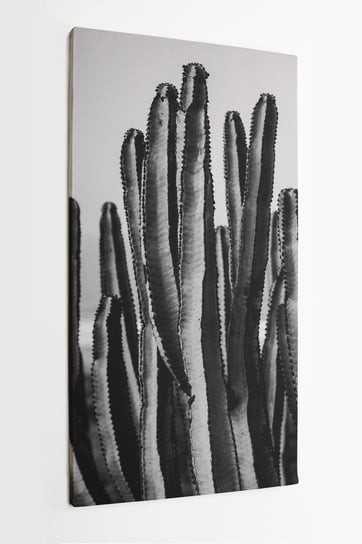 Obraz na płótnie HOMEPRINT, czarno - białe kaktusy 60x120 cm HOMEPRINT