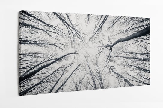 Obraz na płótnie HOMEPRINT, czarno-białe korony drzew, widok w górę 140x70 cm HOMEPRINT