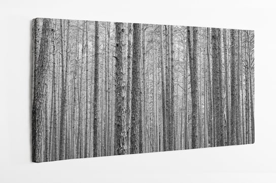 Obraz na płótnie HOMEPRINT, czarno - białe pnie drzew w lesie sosnowym 120x50 cm HOMEPRINT