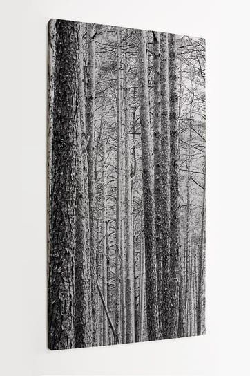 Obraz na płótnie HOMEPRINT, czarno - białe pnie drzew w lesie sosnowym 50x100 cm HOMEPRINT
