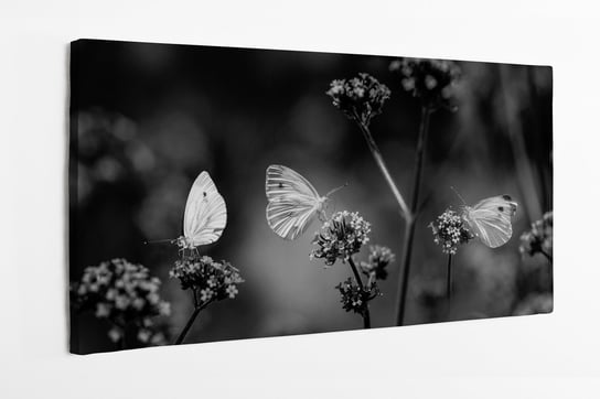 Obraz na płótnie HOMEPRINT, czarno-biały obraz motyli siedzących na kwitach 100x50 cm HOMEPRINT