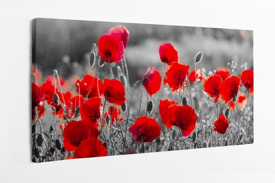 Obraz na płótnie HOMEPRINT, czerwone maki, czarno-białe tło, pole, łąka 140x70 cm HOMEPRINT