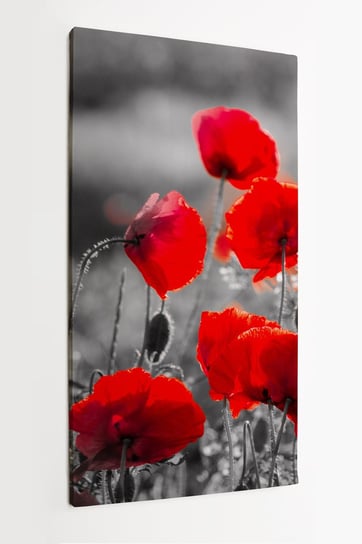 Obraz na płótnie HOMEPRINT, czerwone maki, czarno-białe tło, pole, łąka 60x120 cm HOMEPRINT