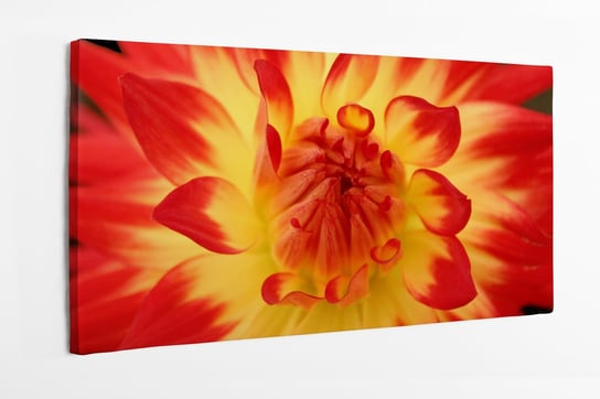 Obraz na płótnie HOMEPRINT, dalie, czerwono-żółte płatki, kwiat, zbliżenie, detale 100x50 cm HOMEPRINT