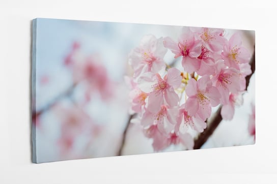 Obraz na płótnie HOMEPRINT, delikatne, kwitnące, kwiaty wiśni 140x70 cm HOMEPRINT