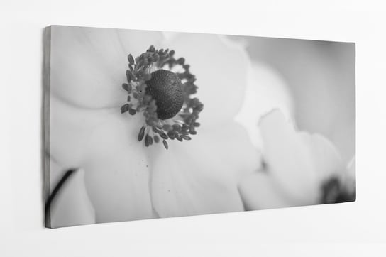 Obraz na płótnie HOMEPRINT, delikatny, biały, kwiat, zbliżenie, czarno-białe 120x50 cm HOMEPRINT