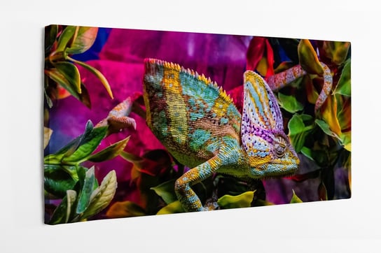 Obraz na płótnie HOMEPRINT, egzotyka, kameleon, zwierzę , jaszczurka, kolorowe 100x50 cm HOMEPRINT