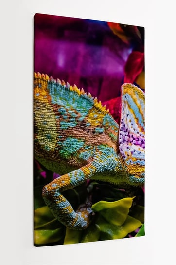 Obraz na płótnie HOMEPRINT, egzotyka, kameleon, zwierzę , jaszczurka, kolorowe 50x100 cm HOMEPRINT