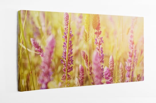 Obraz na płótnie HOMEPRINT, fioletowy, kwiaty, łąka, zbliżenie, natura, relaks 100x50 cm HOMEPRINT