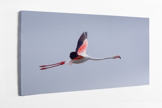 Obraz na płótnie HOMEPRINT, flaming różowy, ptak w czasie, lotu 140x70 cm HOMEPRINT