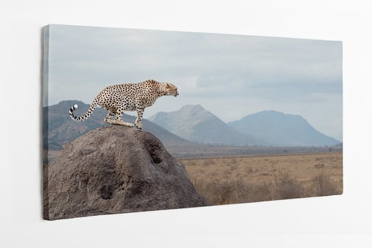 Obraz na płótnie HOMEPRINT, Gepard, dziki kot, Afryka, polowanie, sawanna 120x50 cm HOMEPRINT