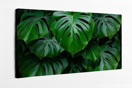 Obraz na płótnie HOMEPRINT, gigantyczne liście monstera na czarnym tle 140x70 cm HOMEPRINT