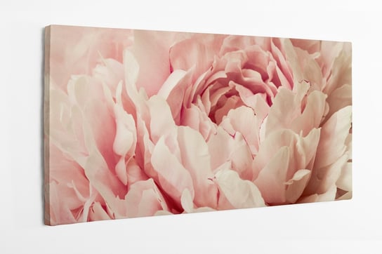 Obraz na płótnie HOMEPRINT, hortensja, różowa, baby pink, kwiat, piwonia, zbliżenie, detale 100x50 cm HOMEPRINT