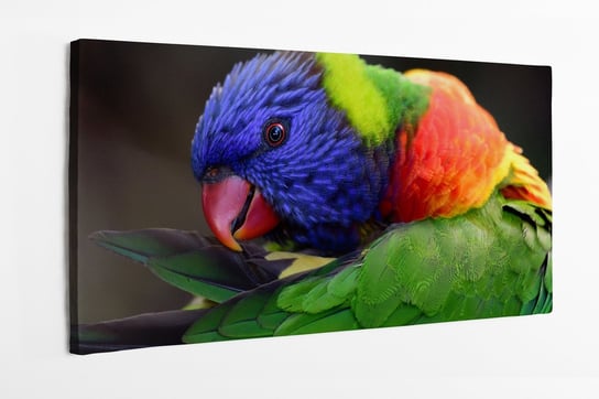 Obraz na płótnie HOMEPRINT, Kolorowa papuga Lorikeet tęczowa, ptaki egzotyczne, natura, 100x50 cm HOMEPRINT
