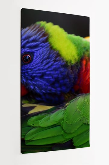 Obraz na płótnie HOMEPRINT, Kolorowa papuga Lorikeet tęczowa, ptaki egzotyczne, natura, 50x100 cm HOMEPRINT