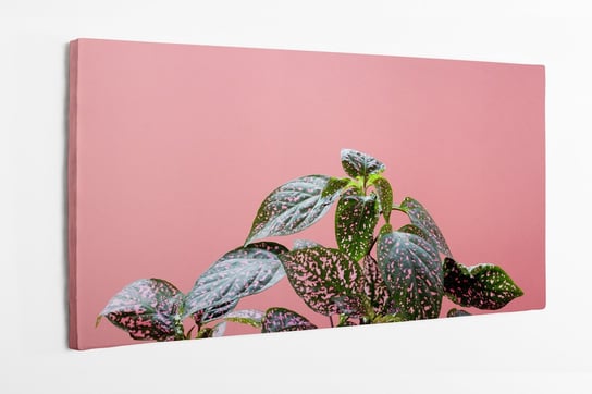 Obraz na płótnie HOMEPRINT, kolorowe rośliny na różowym tle 100x50 cm HOMEPRINT