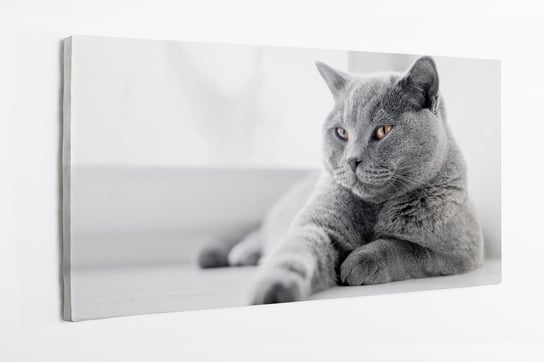 Obraz na płótnie HOMEPRINT, kot brytyjski krótkowłosy, kot leżący na parapecie, szary 100x50 cm HOMEPRINT