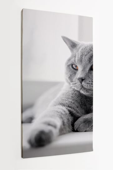 Obraz na płótnie HOMEPRINT, kot brytyjski krótkowłosy, kot leżący na parapecie, szary 50x100 cm HOMEPRINT