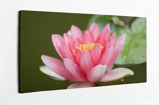 Obraz na płótnie HOMEPRINT, kwiat Lilii wodnej 120x50 cm HOMEPRINT
