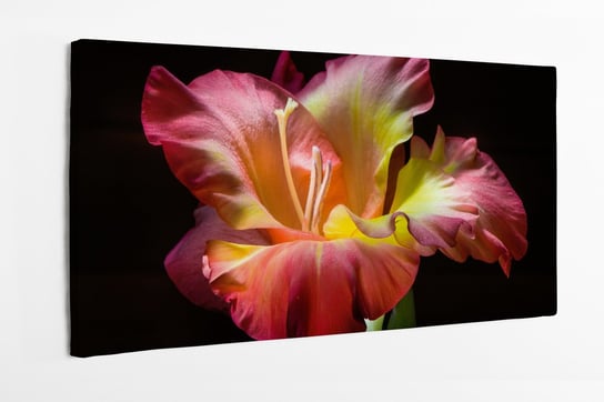 Obraz na płótnie HOMEPRINT, kwiat mieczyk z bliska, zbliżenie, detale 100x50 cm HOMEPRINT