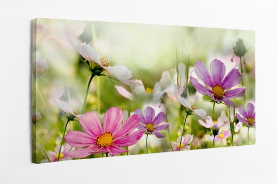 Obraz na płótnie HOMEPRINT, kwiaty na łące 120x60 cm HOMEPRINT