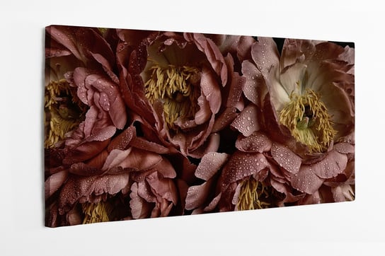 Obraz na płótnie HOMEPRINT, kwiaty piwonii, styl vintage, krople wody, poranna rosa 100x50 cm HOMEPRINT
