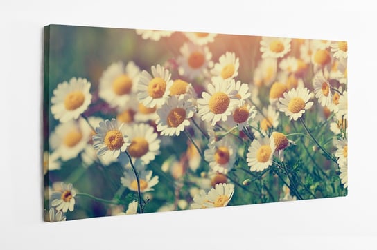 Obraz na płótnie HOMEPRINT, kwiaty rumianku, Vintage, kwiaty polne, łąka 120x60 cm HOMEPRINT