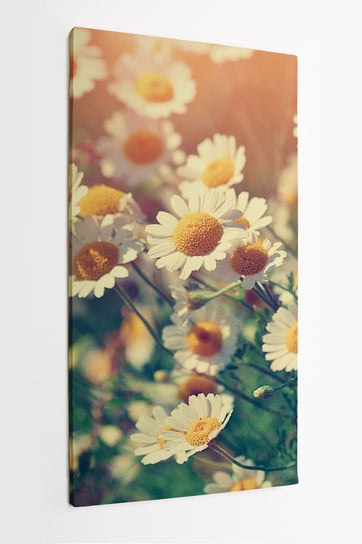 Obraz na płótnie HOMEPRINT, kwiaty rumianku, Vintage, kwiaty polne, łąka 60x120 cm HOMEPRINT