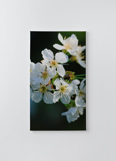 Obraz na płótnie HOMEPRINT, kwitnący kwiat czereśni, rozmyta tło 50x100 cm HOMEPRINT