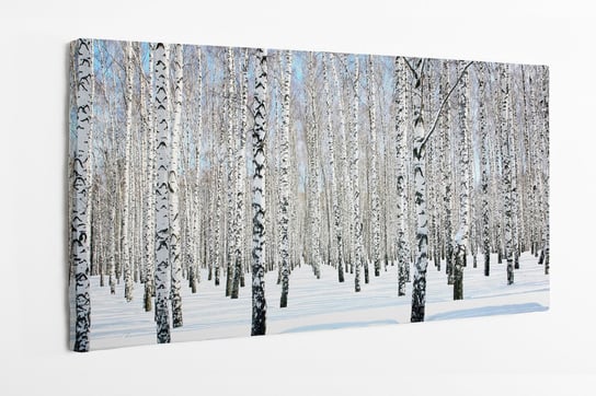 Obraz na płótnie HOMEPRINT, las brzozowy, brzozowy gaj, błękitne niebo, poranek, zima, las 125x50 cm HOMEPRINT