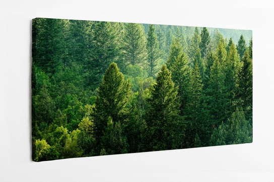 Obraz na płótnie HOMEPRINT, las sosnowy podczas deszczu Bujne, drzewa 120x60 cm HOMEPRINT