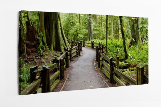 Obraz na płótnie HOMEPRINT, las tropikalny ,droga w lesie, MacMillan Provincial Park 100x50 cm HOMEPRINT